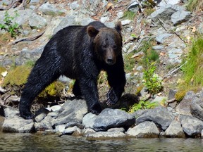 From our guided drift boat, we watched this grizzly for quite some time as he meandered upstream, in and out of the river. All photos by Theresa and Reid Storm