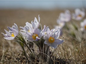 Clumps of crocuses near Wolf Lake north of Bassano, Ab., on Wednesday, April 29, 2020.
