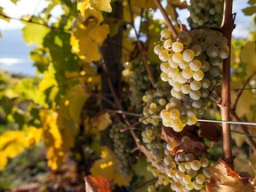 Pinot Noir grapes on the vine at 50th Parallel Estate Winery.