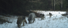 Wolf 1901, second in line, walks through the Cascade Wildlife Corridor with three pups in November, 2019.