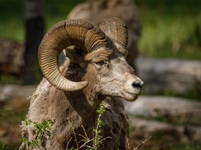 A bighorn ram in the aspen forest along Gorge Creek west of Turner Valley, Ab., on Tuesday, June 2, 2020.