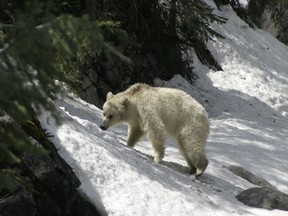 A rare white grizzly is shown in Banff National Park in this 2020 handout photo. A wildlife photographer is worried about a rare white grizzly in the mountain parks after watching people get too close to it and seeing it run across the highway. The bear, which has been nicknamed Nakota by locals, was first revealed publicly after it was spotted in Banff National Park in late April. Parks Canada says it's not an albino, but a natural colour phase variation that makes the three-and-a-half year old bear white.