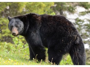 An image of a black bear in Jasper National Park in Alberta, Canada.