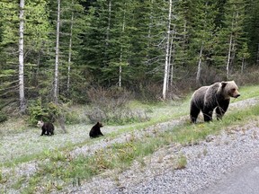 A group of grizzly bears including a grizzly cub with a white head and a brown body are shown in this handout image in Banff National Park provided by Julia Turner Butterwick. Butterwick says they were driving through the park when they saw a mother with her two cubs on the side of the road.