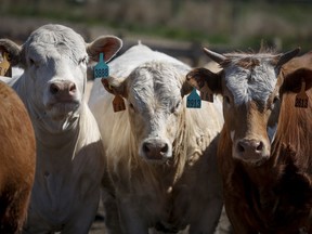 Cattle look out from a pen at the Thorlakson Feedyards near Airdrie, Alta., Thursday, May 28, 2020, amid a worldwide COVID-19 pandemic.