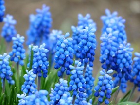 Muscari is a striking indigo colour. Courtesy, Pixabay