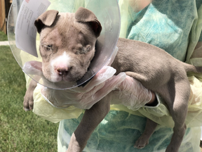The Calgary Humane Society has opened an animal cruelty investigation after finding a stray dogs with severe damage to its eyes, both of which had to be surgically removed.
