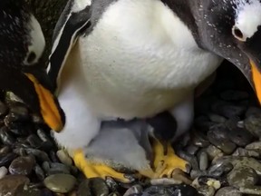 The newly born gentoo penguin, nestled under a protective parent at the Calgary Zoo. Screengrab from a video.