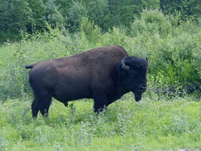 One of Alberta's nationally endemic species, the Wood Bison, resides primarily in the Wood Buffalo National Park.