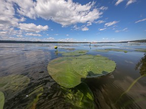 Pond lilies at Burnstick Lake west of Caroline, Alta., on Tuesday, July 14, 2020.