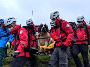 A handout picture released by Wasdale Moutain Rescue on July 26, 2020 shows volunteers carrying Daisy, a 55-kilogram St Bernard dog down from Scafell pike, one of England's highest peaks near Grasmere in northwest England.