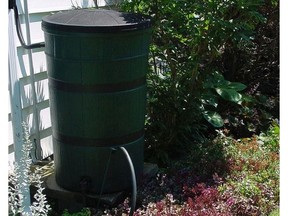 A rain barrel tucked into a back yard collects precious water and is a step all of us can take to help the environment.