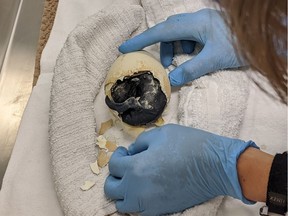 The Calgary Zoo is welcoming a new king penguin chick to its Penguin Plunge. The chick faced significant obstacles but with the help of the zoo's staff it hatched on July 18.