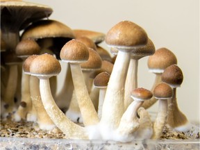 FILE PHOTO: Psychedelic magic mushrooms growing at home.