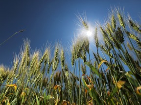 A barley field in Alberta.