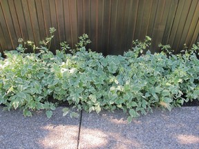 Although not considered a noxious weed, goutweed is an aggressive spreader and will take over entire garden spaces if not contained.