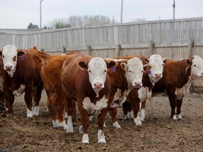 Beef cattle at the Kasko Cattle feedlot in Coaldale, Alberta, on May 6, 2020.
