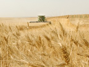 durum-wheat