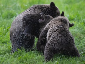 Three orphaned grizzly bear cubs play at the Greater Vancouver Zoo, in Aldergrove, B.C., on Wednesday, July 8, 2020. The cubs were orphaned when their mother was shot by hunters in Alberta.