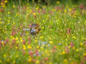 A Colombian ground squirrels snacks in a wet patch of wildflowers along Powderface Trail west of Calgary, Ab., on Wednesday, July 1, 2020.