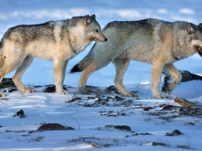 Wolves roam the tundra near the Meadowbank Gold Mine in the Nunavut on Wednesday, March 25, 2009. A new study says killing wolves in Western Canada to save endangered caribou populations hasn't stopped the decline.