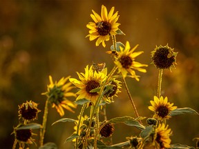 Moths and bees on roadside sunflowers near Milo, Ab., on Wednesday, August 19, 2020.