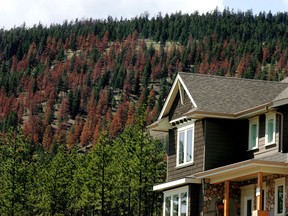 Trees killed by mountain pine beetles in Merritt, B.C.