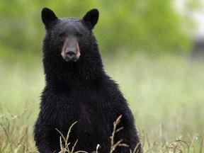 File image of a black bear.