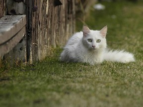 The city of Calgary is seeking public input on a new pet bylaw, which will address stray cats, among other issues.