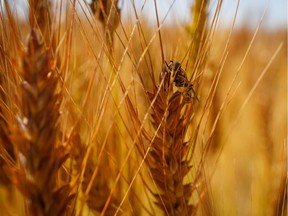 A sweat bee relaxes on golden wheat east of Vulcan, Ab., on Tuesday, August 4, 2020.