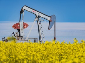 A  pump jack is surrounded by the yellow flowers of a canola field in full bloom west of Sexsmith.