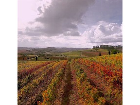 The wine region of Lisboa, Portugal.