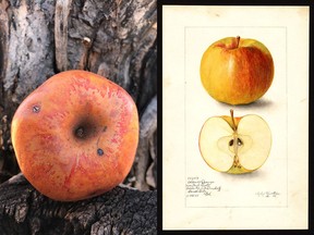 The Colorado Orange apple “lost out because it wasn’t the shiny, red apple,” says Jude Schuenemeyer of the Montezuma Orchard Restoration Project.