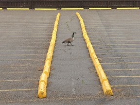 A Canada goose crosses through a parking lot near Eau Claire in downtown Calgary on Sunday, May 31, 2020. Beware of surveys, such as a city questionnaire about downtown parking, with pre-conceived notions, warns columnist George Brookman.