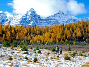 An image of the two hikers standing in the larch Valley in Banff National Park in Alberta, Canada surrounded by golden larches.