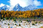 The Larch Valley in Banff National Park is most beautiful when the larches turn golden in late September. 