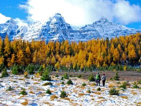 The Larch Valley hike in Banff National Park is very popular during larch season when the larches turn golden.