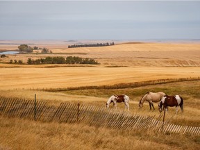 Horses graze in smoky sunset light south of Rockyford, Ab., on Tuesday, September 15, 2020.