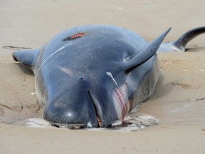 Dead Pilot Whale at Macquarie Harbour on Sept. 24, 2020 in Strahan, Australia.