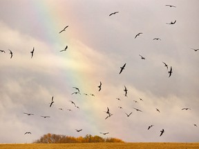 White-fronted geese make some aerobatic moves as the come in for a landing in front of a rainbow near Hussar, Ab., on Tuesday, October 13, 2020.