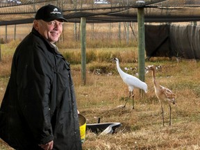 Rick Wenman has been involved in the Calgary Zoo's whooping crane breeding program for almost three decades. He was photographed with some of the whooping cranes at the zoo's Devonian Wildlife Conservation Centre on the day he retired, Thursday, October 15, 2020.