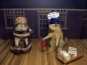 gopher taxidermy