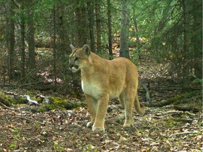 File photo: A cougar in Canmore, Dec. 2013.