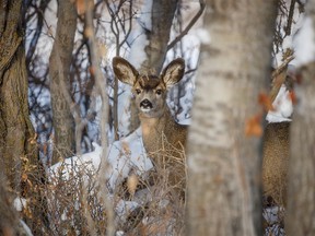 A curious young mule deer bounces east of Water Valley, Ab., on Wednesday, November 11, 2020.