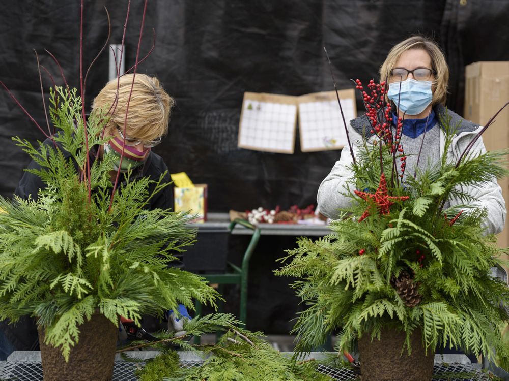 Christmas trees shortage predicted as people shun holiday trips