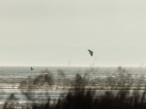 Eagles circle over the edge of the ice on McGregor Lake near Milo, Alta., on Wednesday, November 18, 2020.