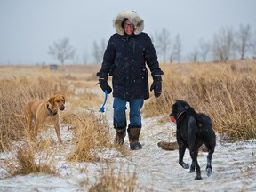 Lilly and Boon walk in the blowing snow and wind with their owner on Tom Campbell's Hill in Calgary on Sunday, November 8, 2020. A blast of winter hit the Calgary over the weekend.