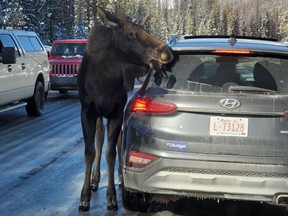Moose in Jasper National Park licking the salt off of a parked car. PHOTO COURTESY OF SANDI WILLIAMSON via TWITTER.