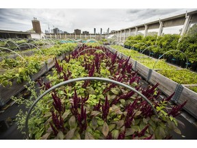 Rooftop gardens are becoming more in demand.