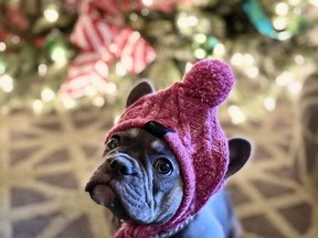 All Santa Suites at the Fairmont Banff Springs are pet friendly. Courtesy, Curt Woodhall